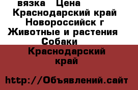 вязка › Цена ­ 1 500 - Краснодарский край, Новороссийск г. Животные и растения » Собаки   . Краснодарский край